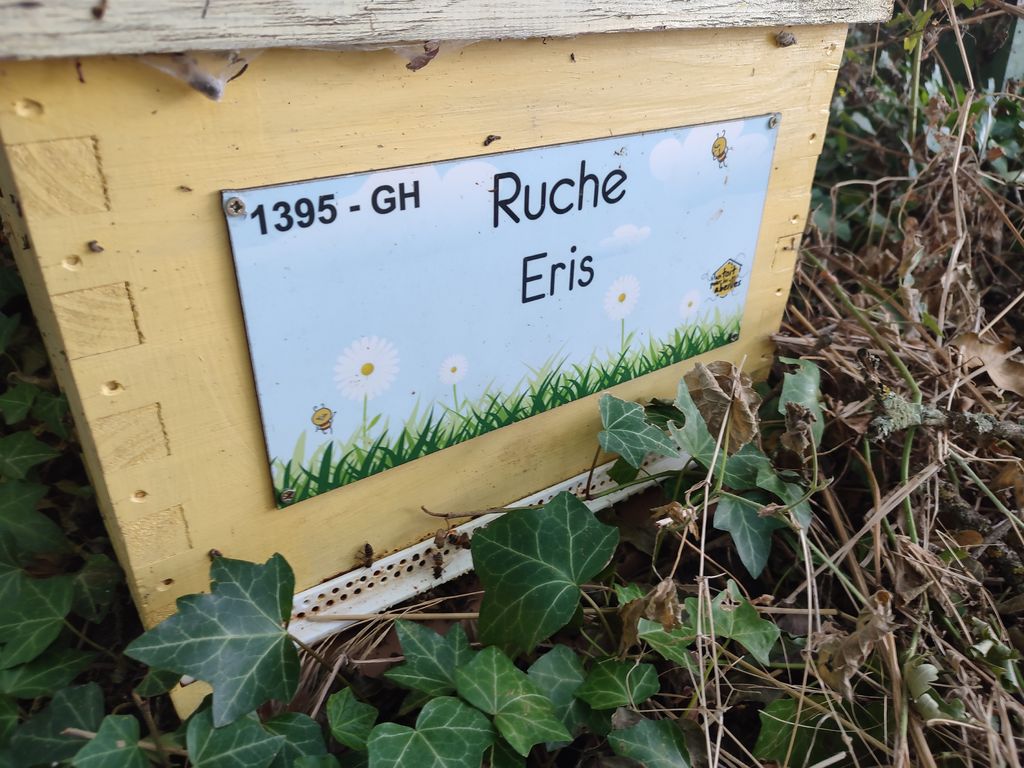 La ruche Eris
