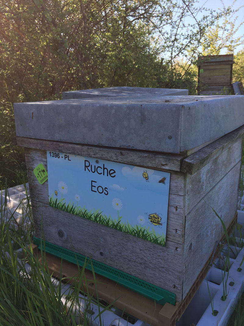 La ruche Eos