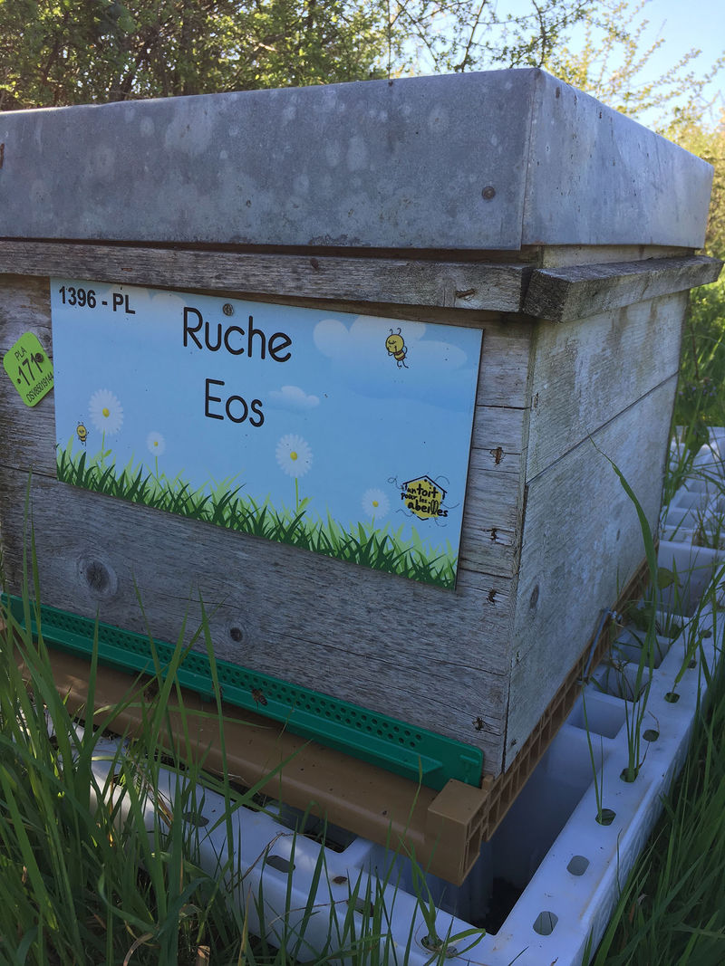 La ruche Eos