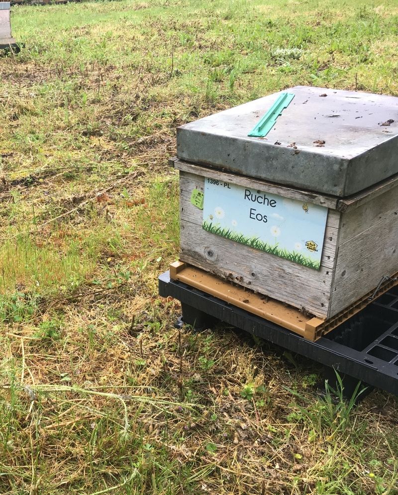 La ruche Eos