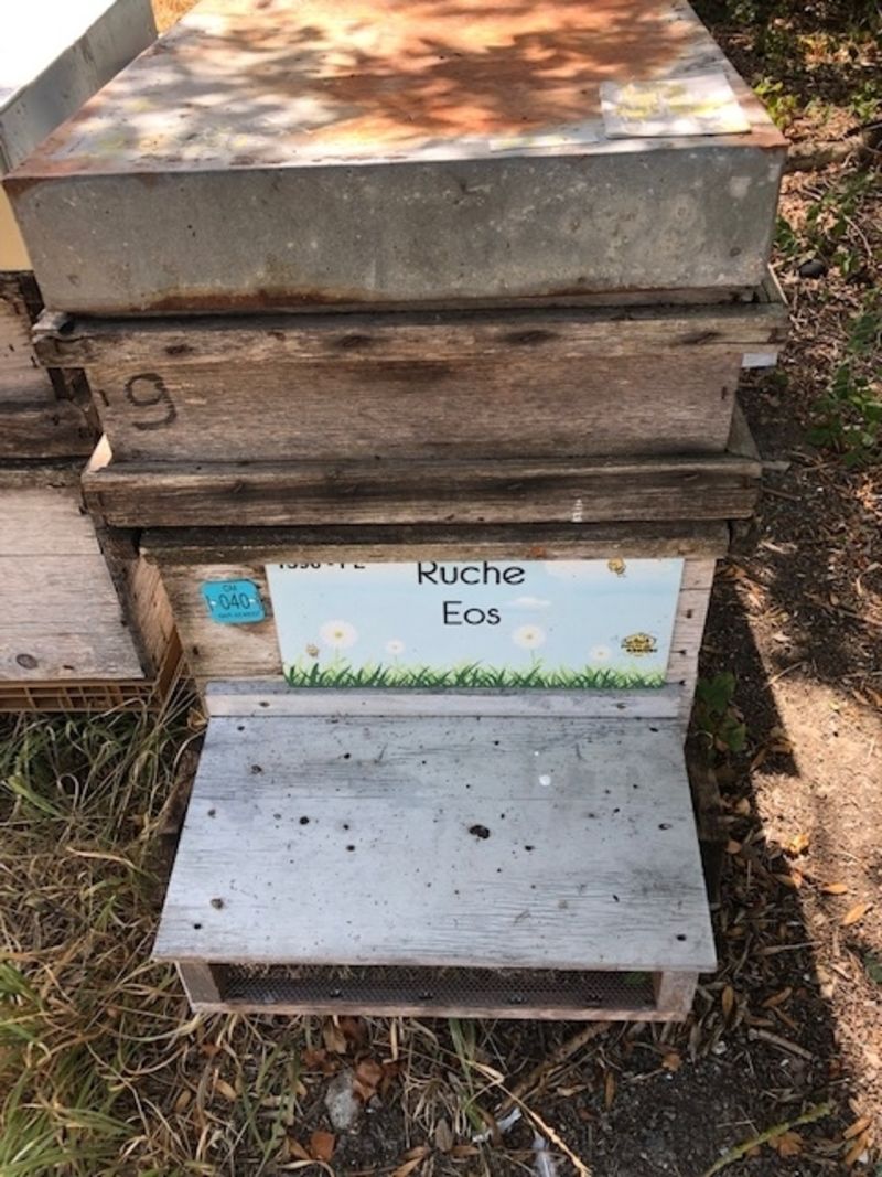 La ruche Eos