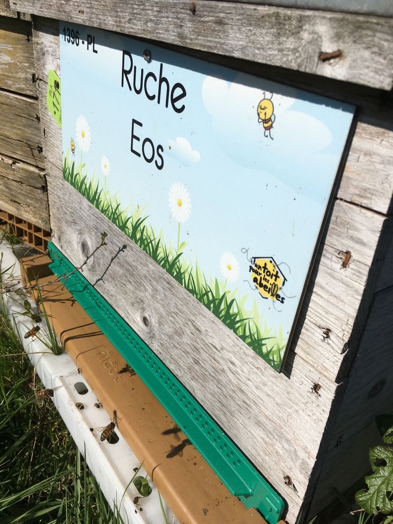La ruche Eos