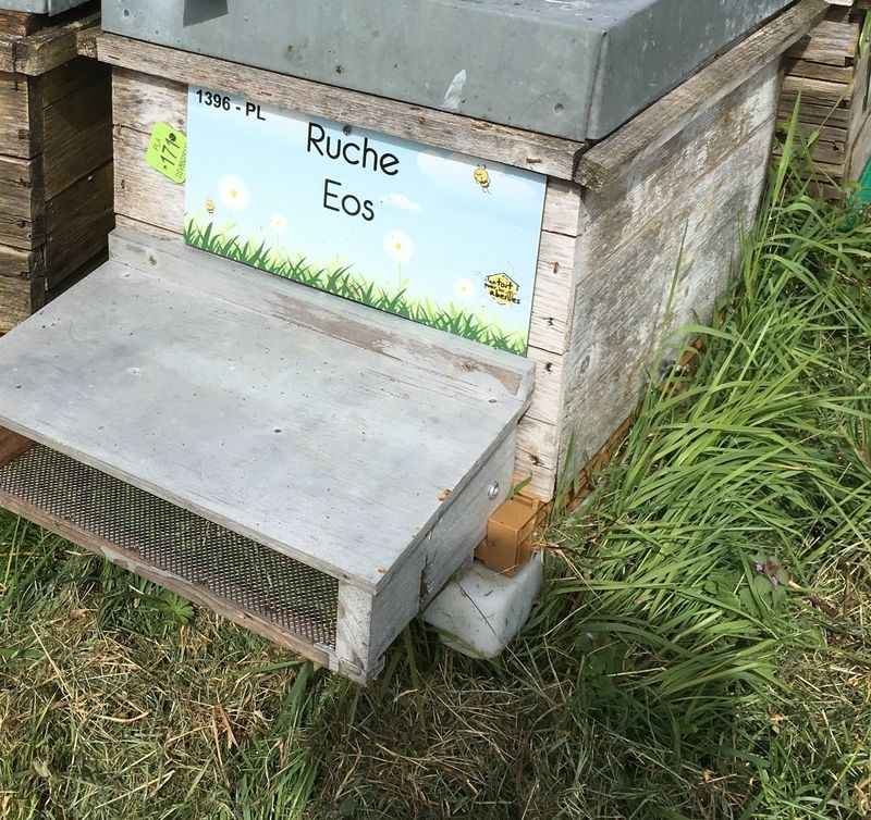 La ruche Eos