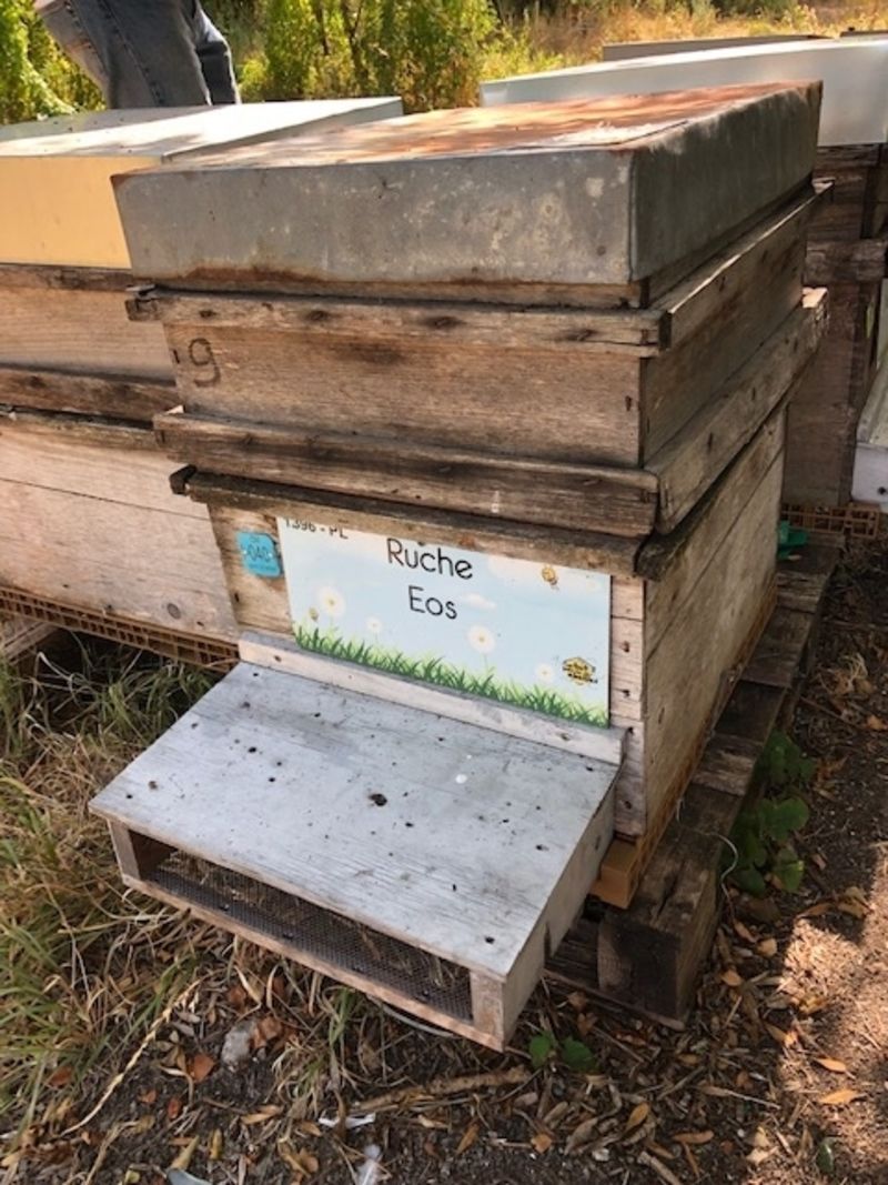 La ruche Eos