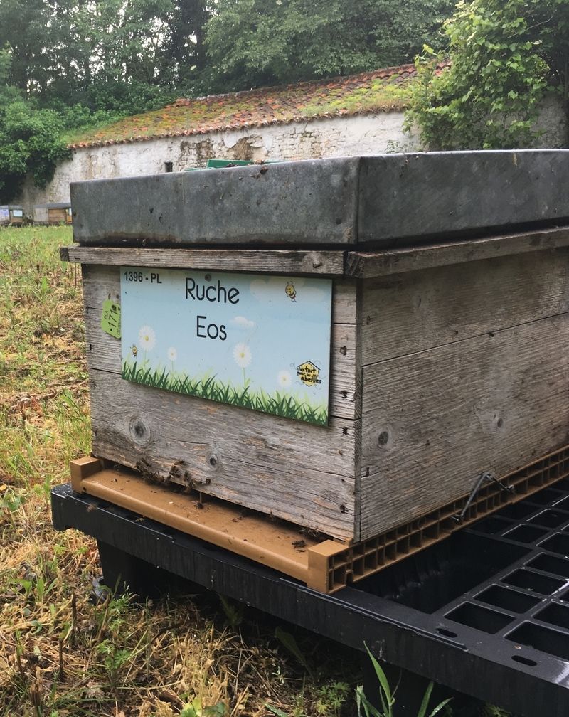 La ruche Eos