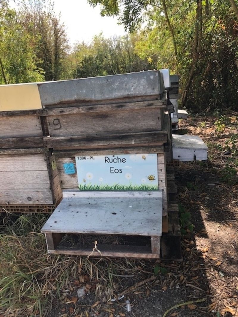 La ruche Eos