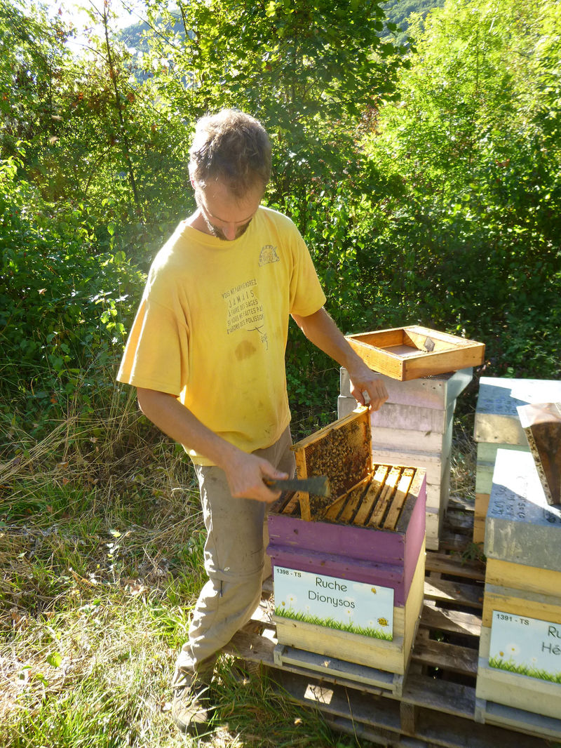 La ruche Dionysos