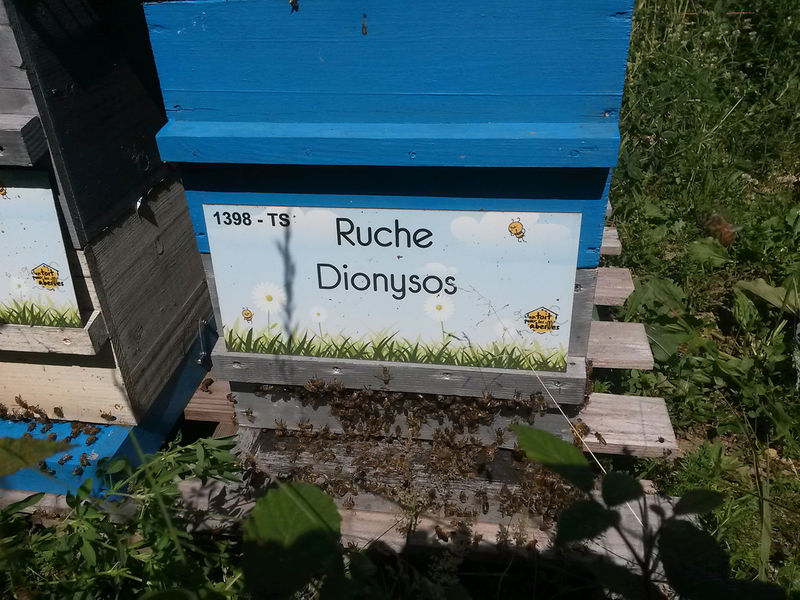 La ruche Dionysos