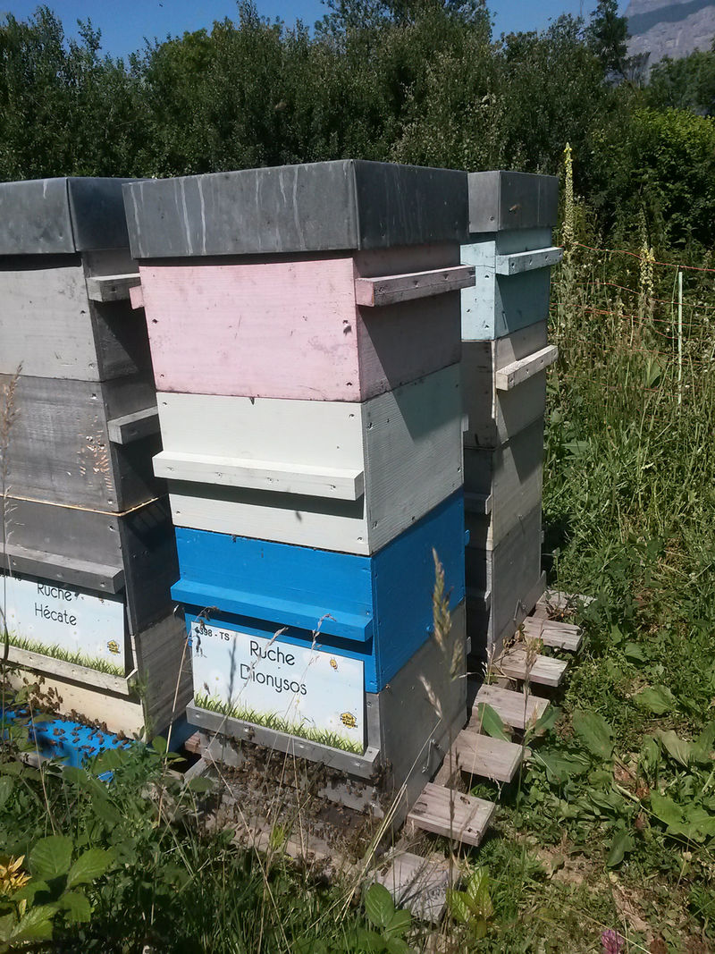 La ruche Dionysos