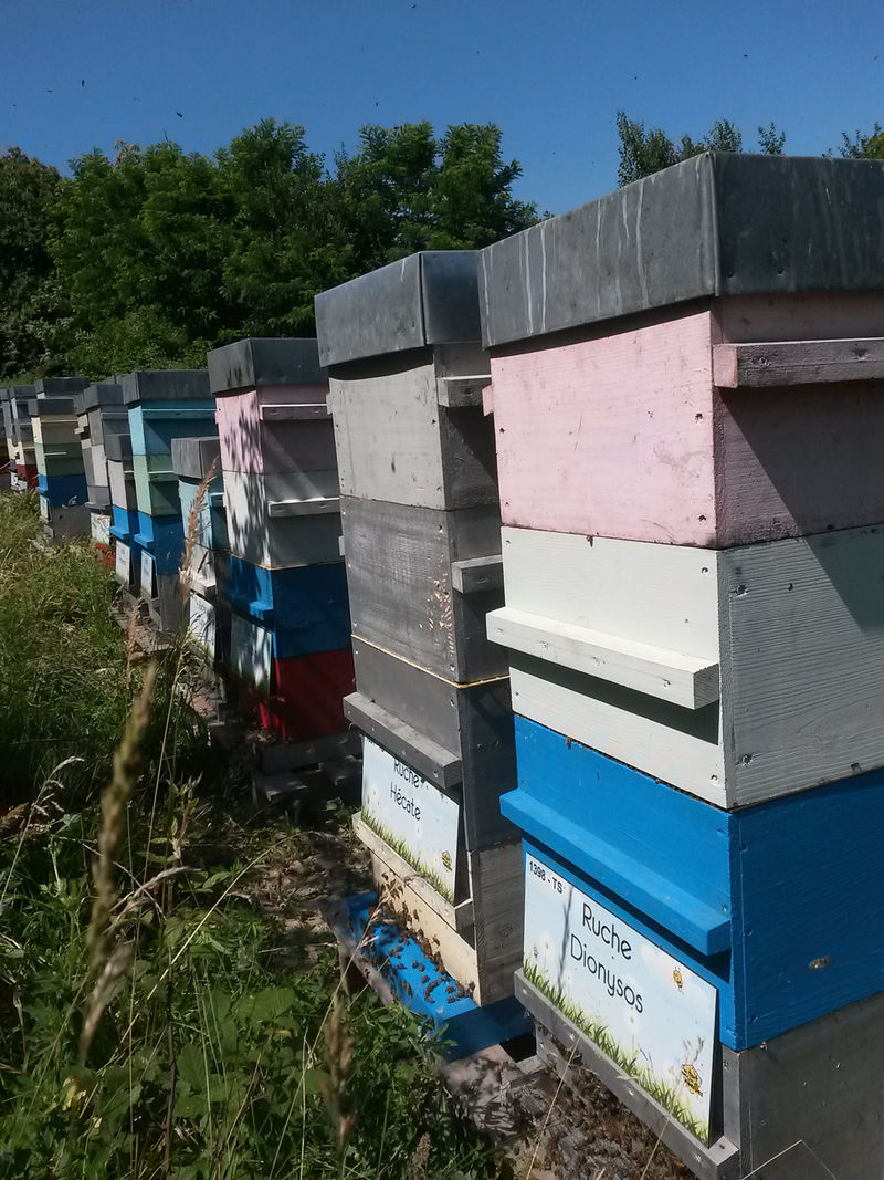 La ruche Dionysos