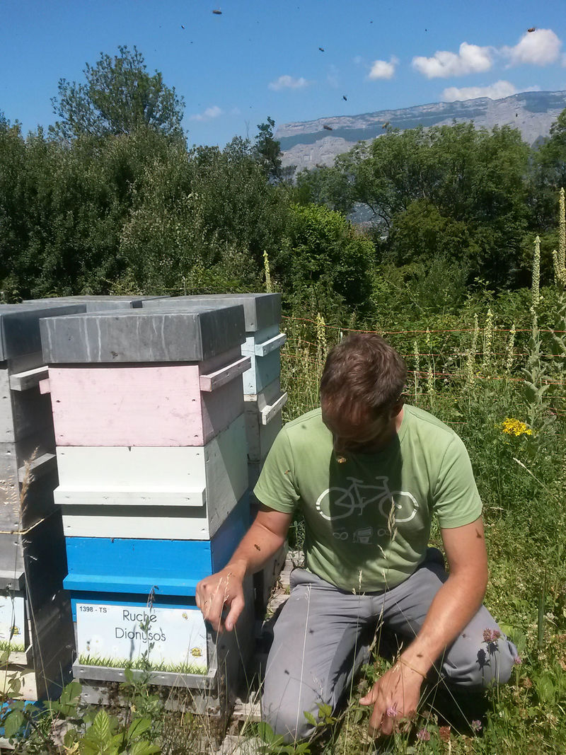 La ruche Dionysos