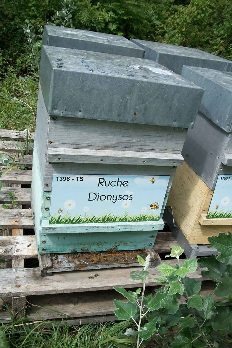 La ruche Dionysos