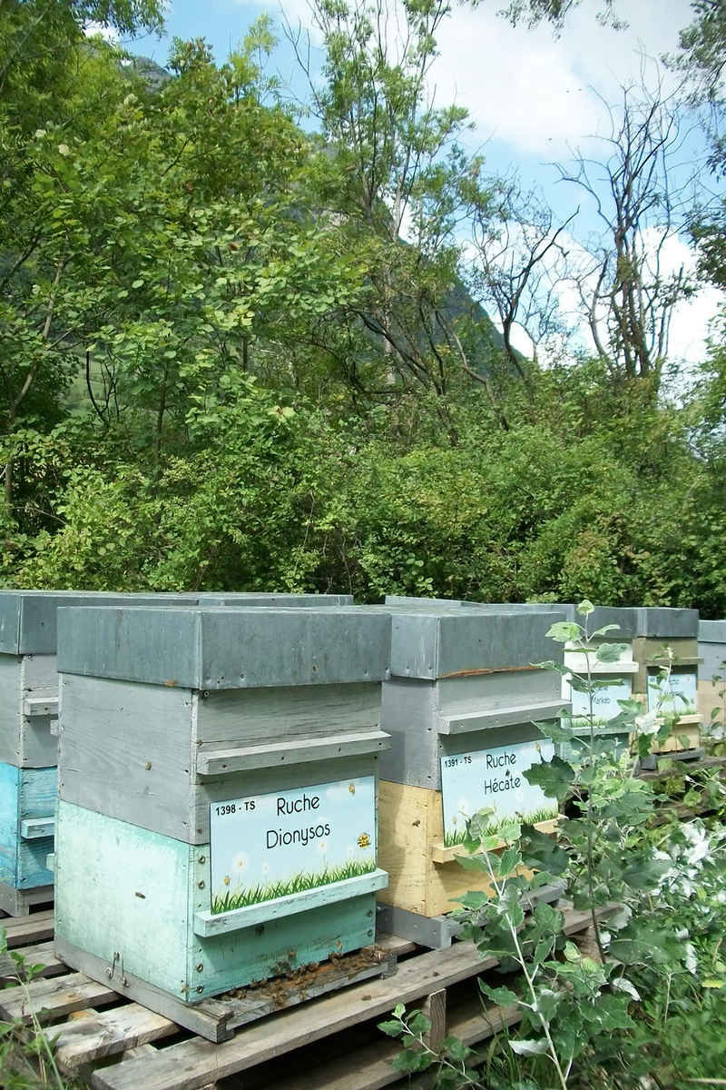 La ruche Dionysos