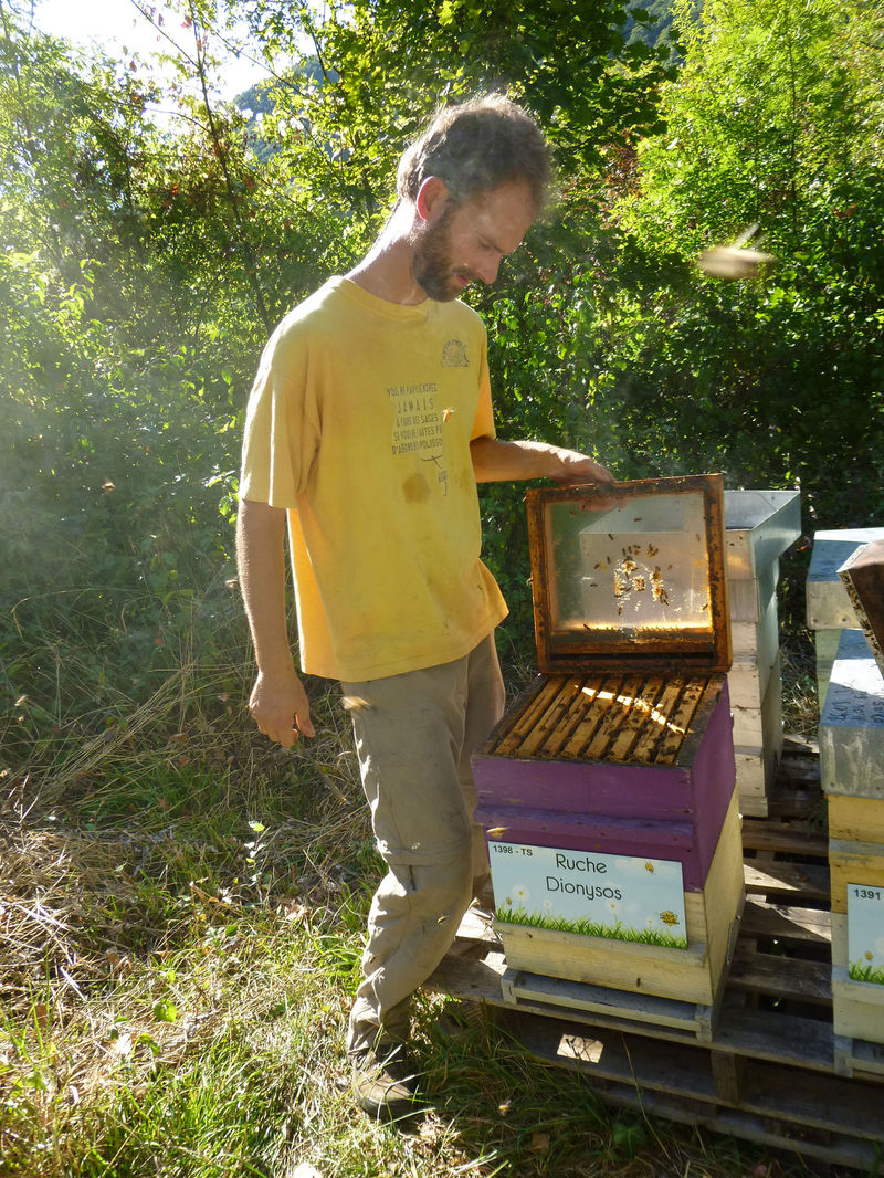 La ruche Dionysos