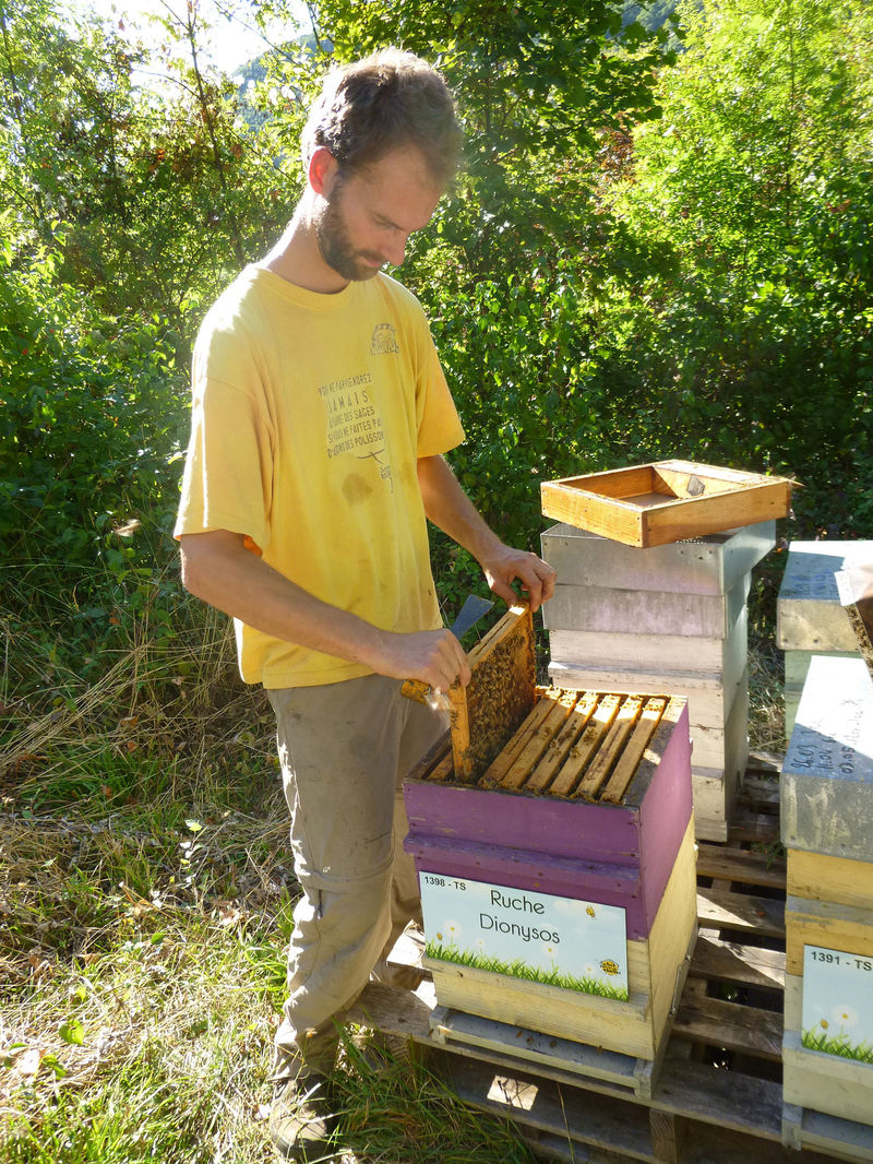 La ruche Dionysos