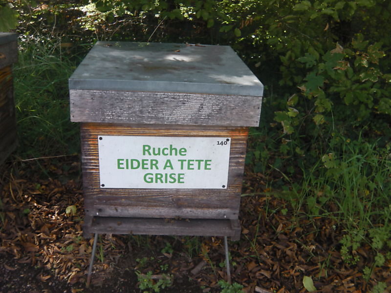 La ruche