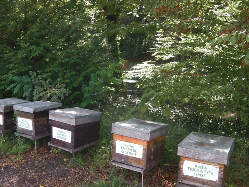 La ruche Eider a tête grise