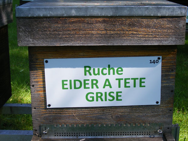 La ruche Eider a tête grise