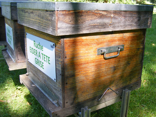 La ruche Eider a tête grise