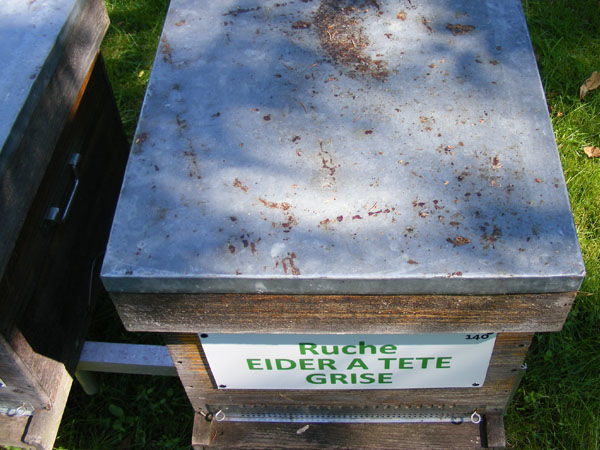 La ruche Eider a tête grise