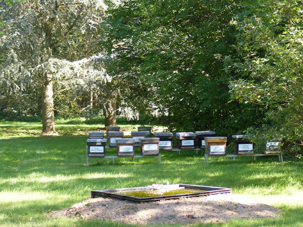 La ruche Eider a tête grise