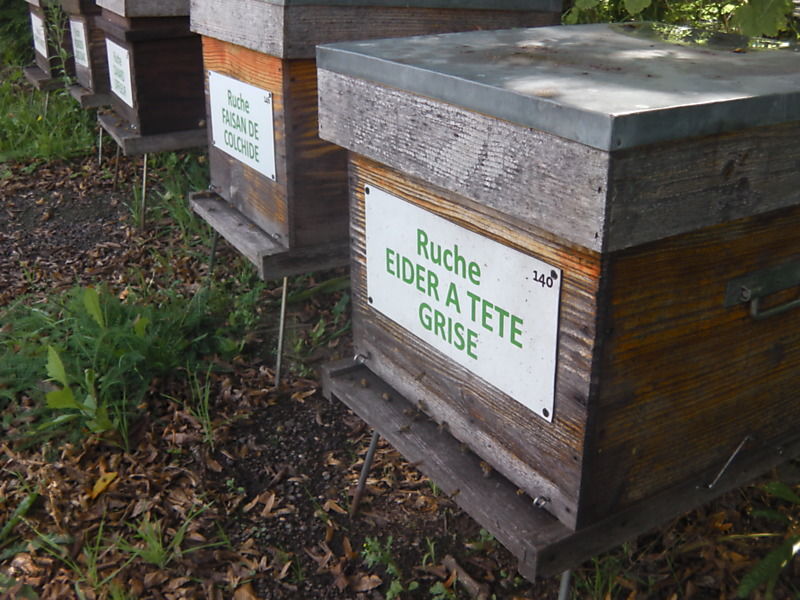 La ruche Eider a tête grise