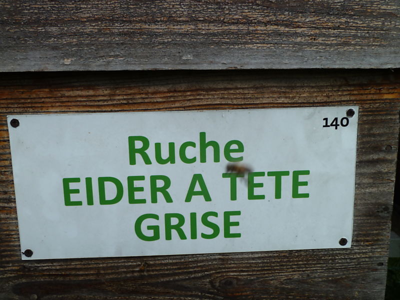 La ruche Eider a tête grise