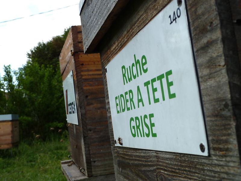 La ruche Eider a tête grise