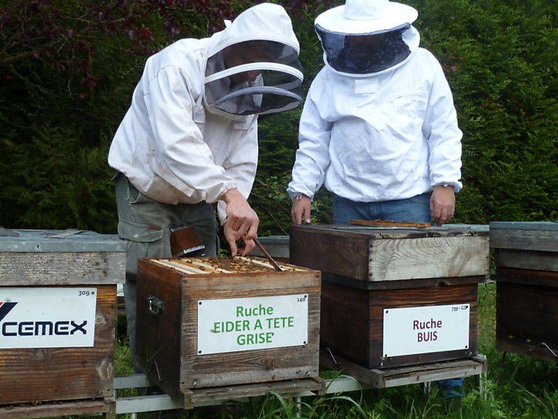 La ruche Eider a tête grise