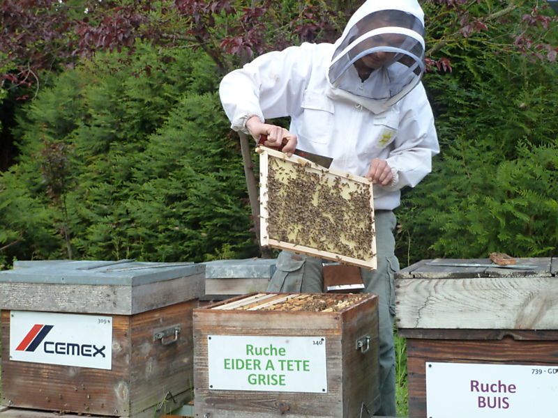 La ruche Eider a tête grise