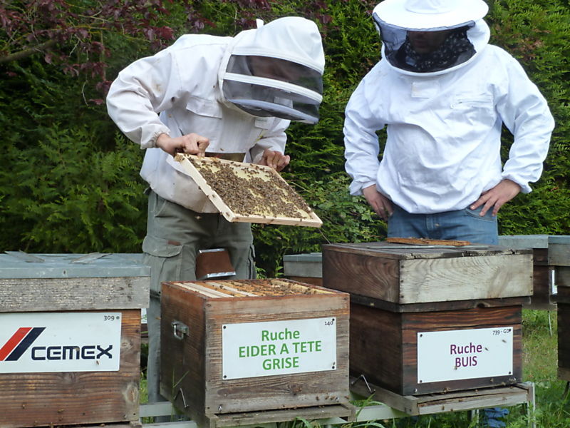 La ruche Eider a tête grise