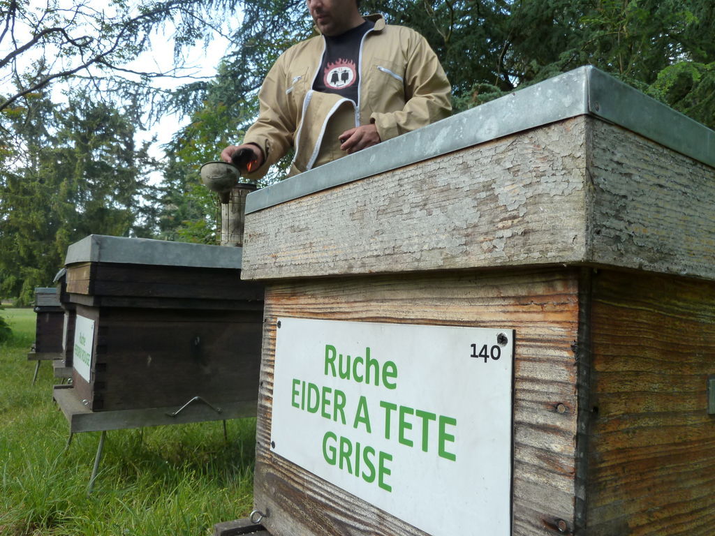 La ruche Eider a tête grise