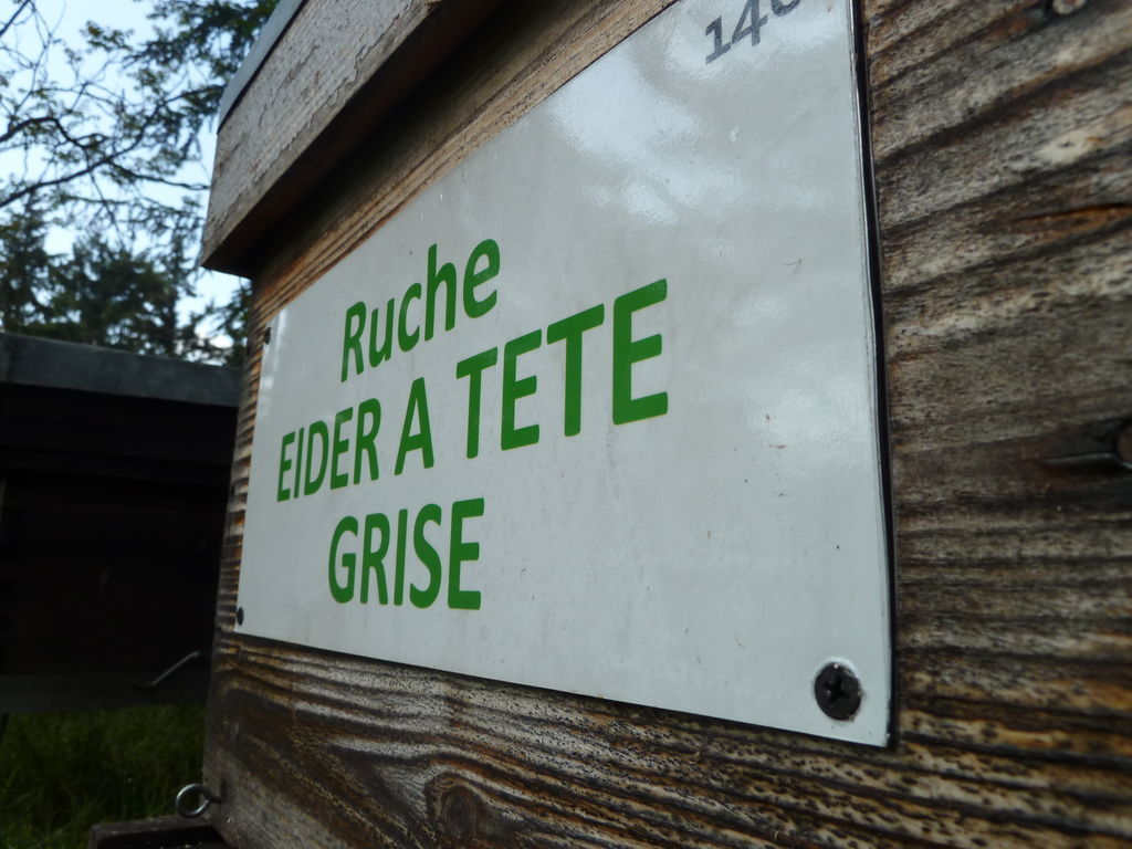 La ruche Eider a tête grise