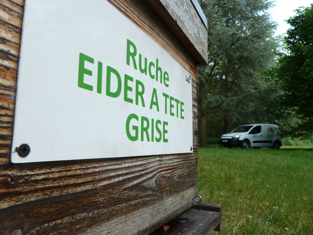 La ruche Eider a tête grise