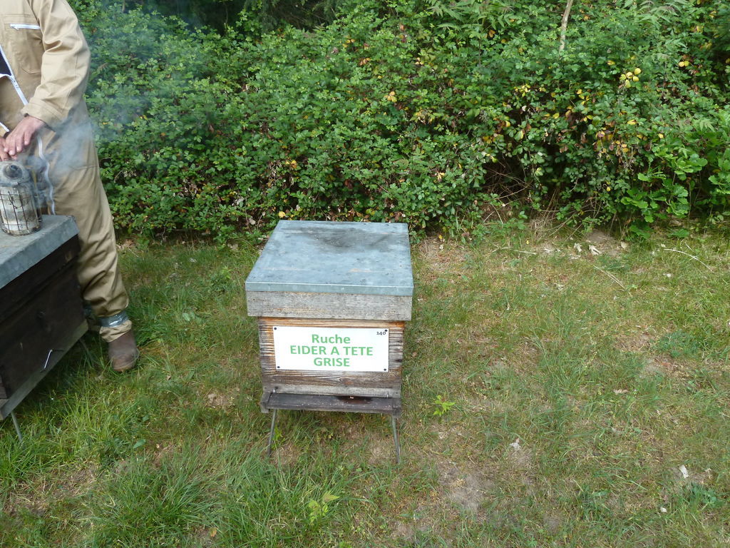 La ruche Eider a tête grise