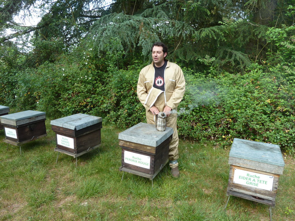 La ruche Eider a tête grise