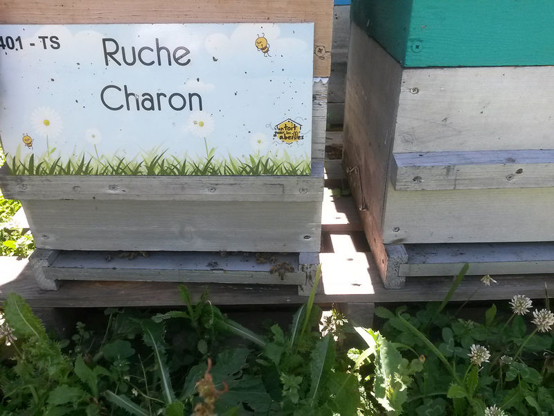 La ruche Charon