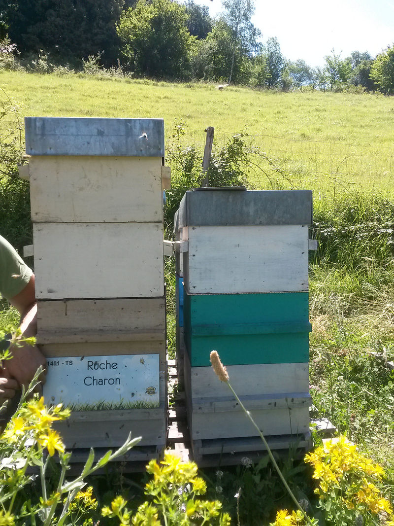 La ruche Charon