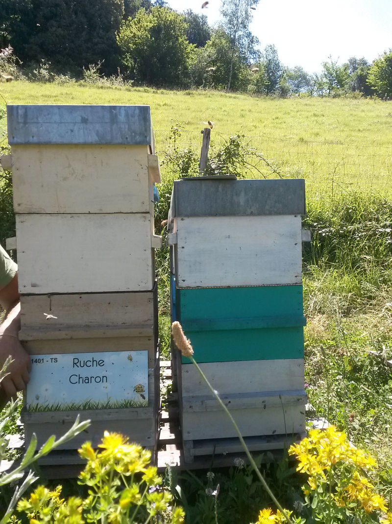 La ruche Charon
