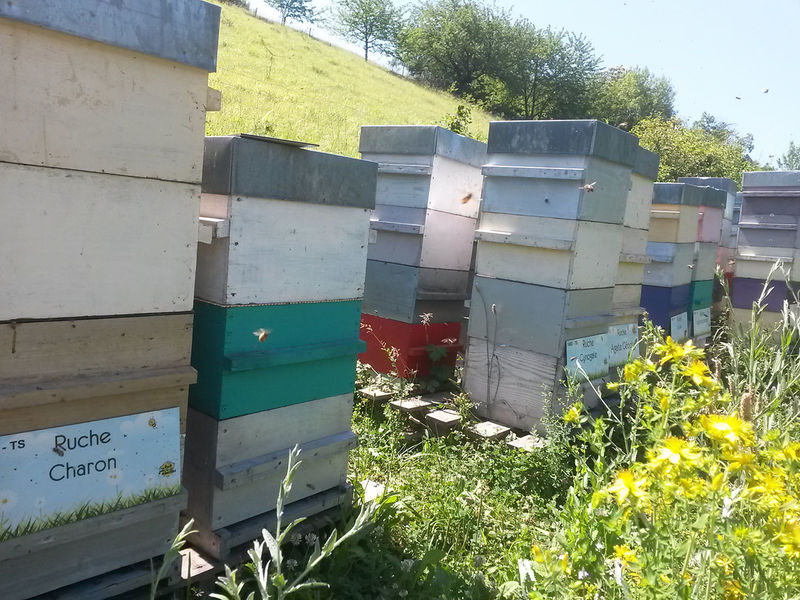 La ruche Charon