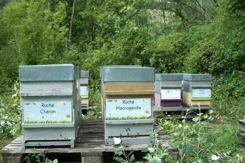 La ruche Charon