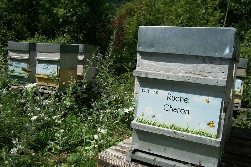 La ruche Charon