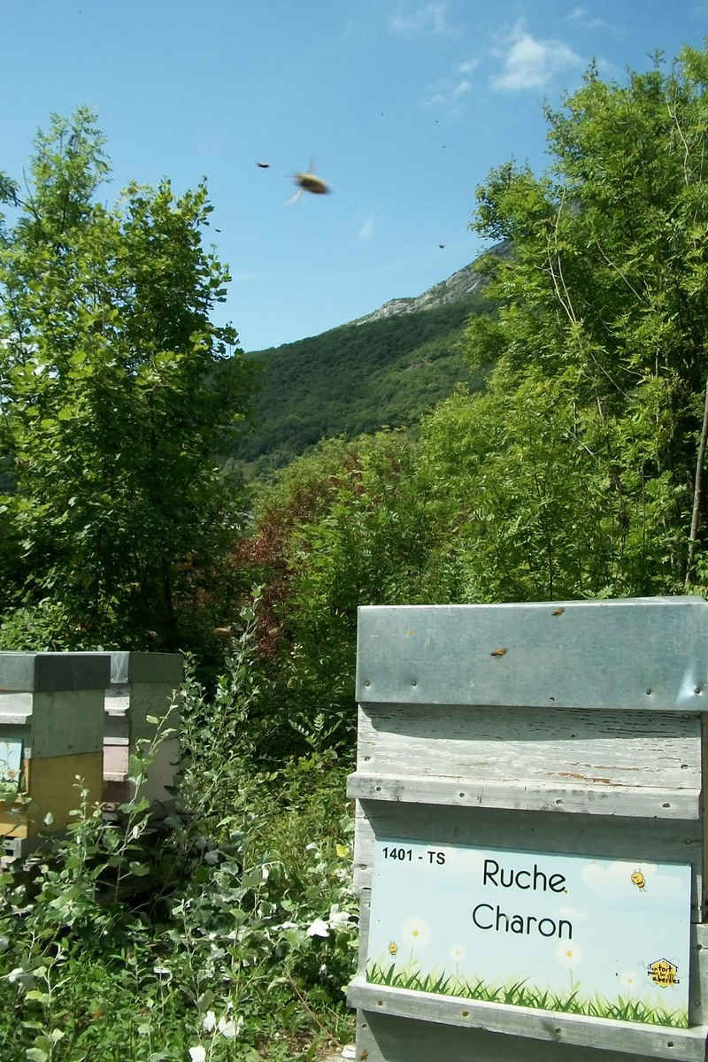 La ruche Charon