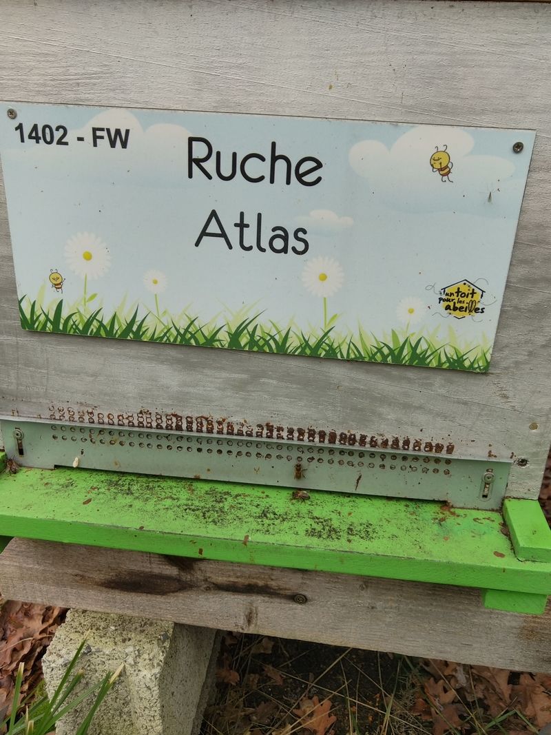 La ruche Atlas