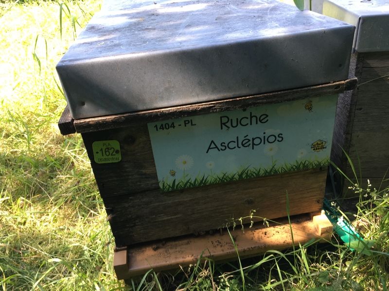 La ruche Asclépios