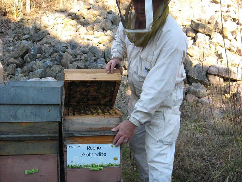 La ruche Aphrodite