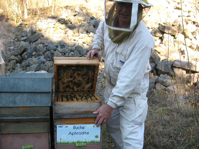 La ruche Aphrodite