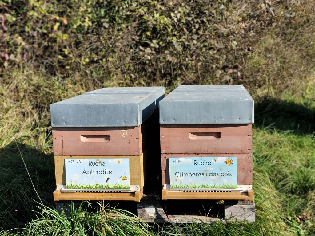 La ruche Aphrodite