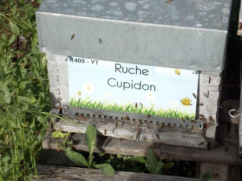La ruche