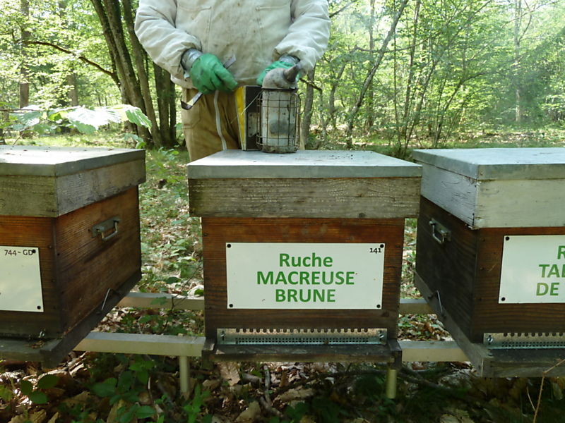 La ruche Macreuse brune
